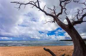 A beach with tree-0688.jpg A beach with tree-0688.jpg